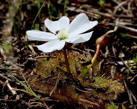 Whittaker’s Sundew - Drosera whittakeri  Australia,Drosera whittakeri,Eamw flora,Geotagged,SA Aldinga,Whittaker's Sundew,Winter