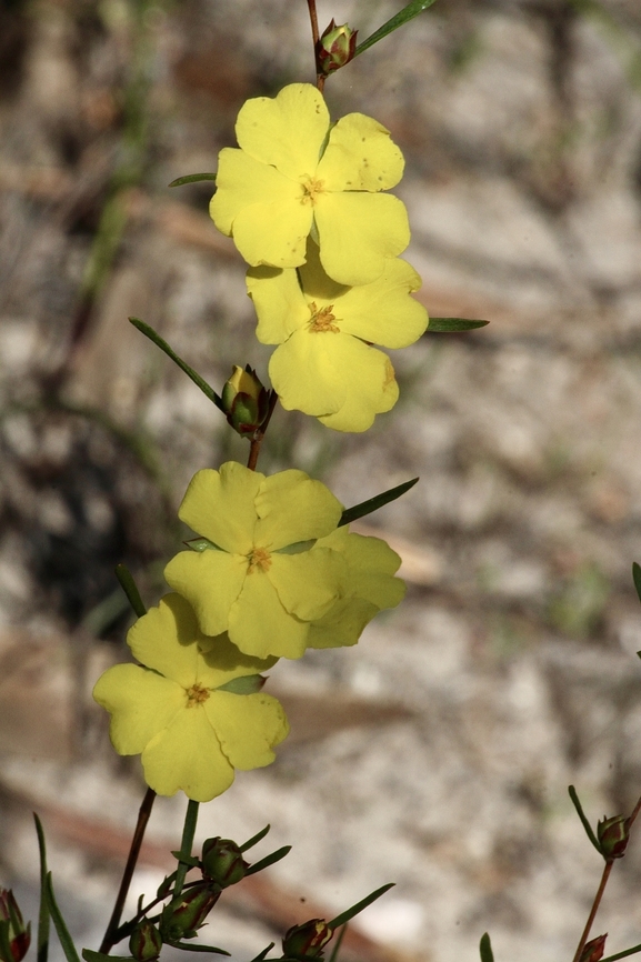 Twiggy Guinea -Flower - Hibbertia virgata,  Australia,Eamw flora,Geotagged,Hibbertia virgata,SA Currancy creek,Twiggy Guinea-Flower,Winter