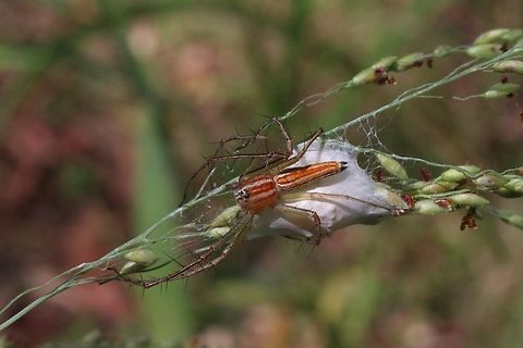 Lean lynx spider - Oxyopes macilentus Protecting her egg sack. Australia,Geotagged,Lean lynx spider,Oxyopes macilentus,Summer