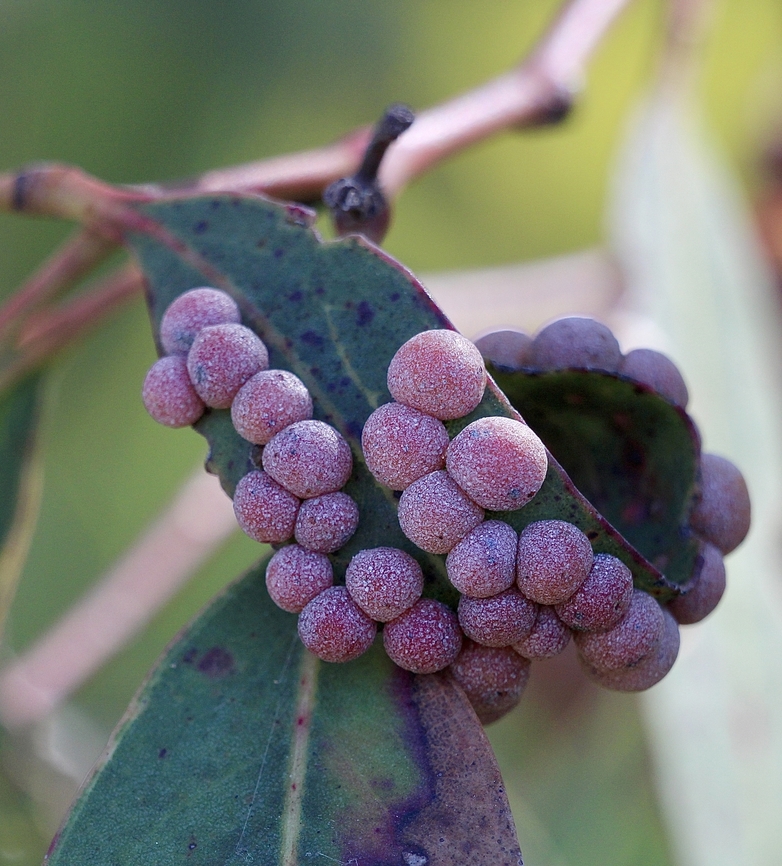 Unidentified eucalyptus leaf galls.  Australia,Geotagged,Winter