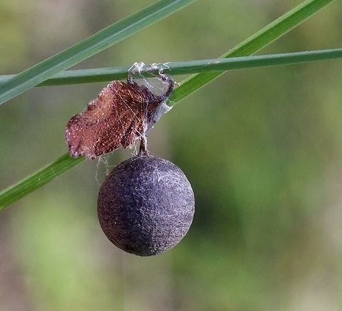 Unidentified spider egg capsule  Australia,Geotagged,Summer
