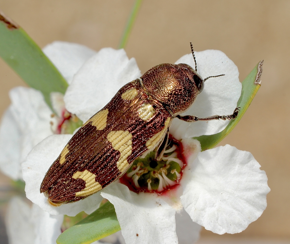 Castiarina cupreoflava Found adjacent to beach  Australia,Castiarina cupreoflava,Geotagged,Winter