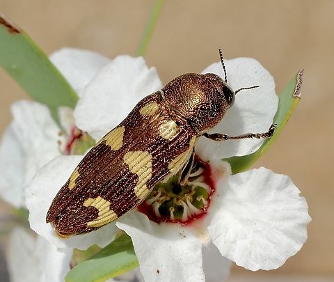 Castiarina cupreoflava Found adjacent to beach  Australia,Castiarina cupreoflava,Geotagged,Winter