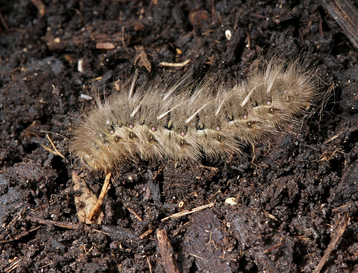 Variable anthelid - Anthela varia  caterpillar Left it&rsquo;s host plant and wandering along ground.  Anthela varia,Australia,Geotagged,Variable anthelid,Winter