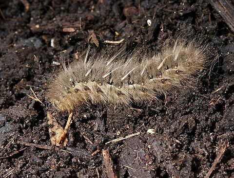 Variable anthelid - Anthela varia  caterpillar Left it’s host plant and wandering along ground.  Anthela varia,Australia,Geotagged,Variable anthelid,Winter