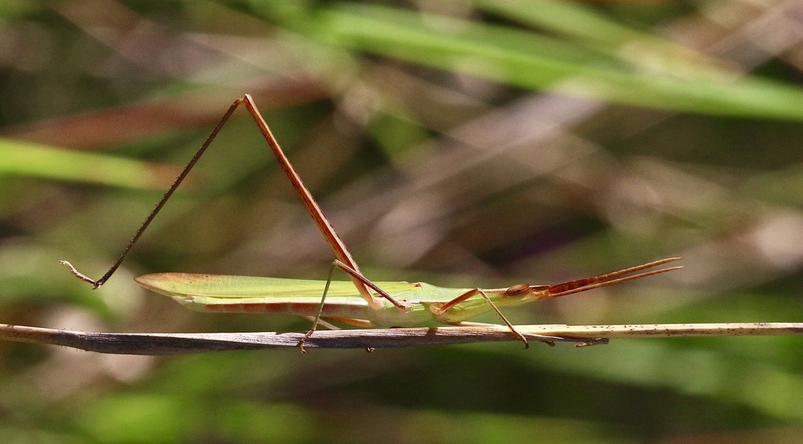 Giant green slant face - Acrida conica  Acrida conica,Australia,Eamw grasshoppers,Geotagged,Giant green slantface,Karana Downs Qld,Summer