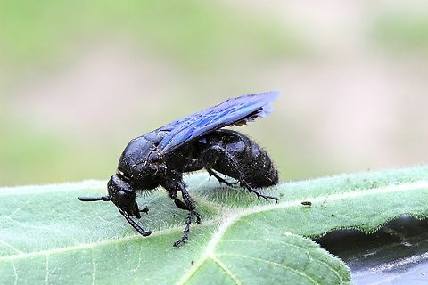 Austroscolia soror  Australia,Austroscolia soror,Blue Flower Wasp,Eamw wasps,Fall,Geotagged,Illaroo NSW