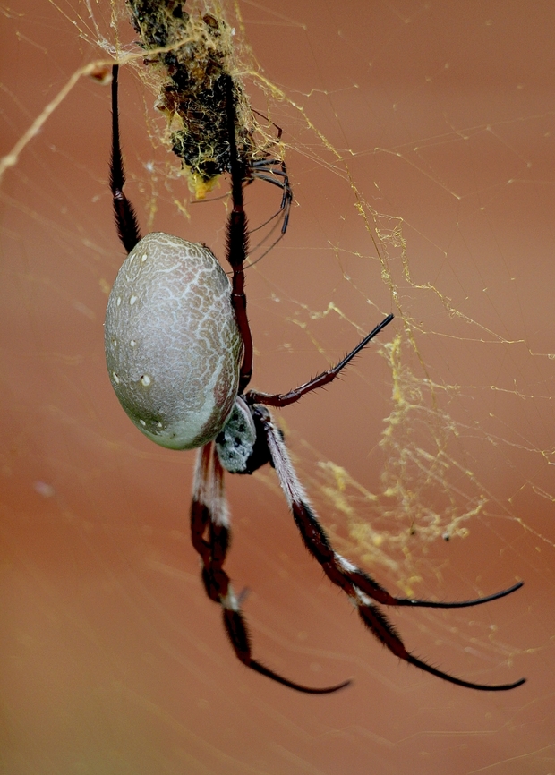 Golden orb-web Spider - Trichonephila clavipes  Australia,Australian Golden Orbweaver,Eamw spiders,Fall,Geotagged,Gillmann SA,Trichonephila clavipes,Trichonephila edulis