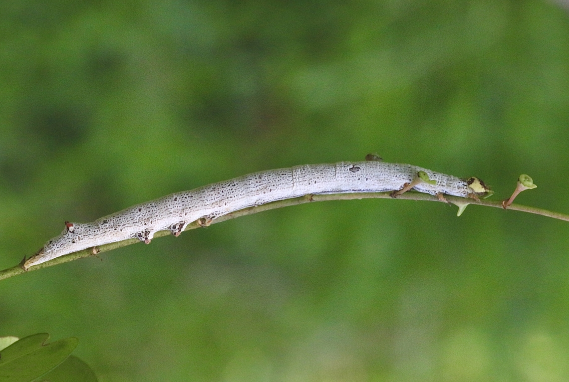 Unidentified caterpillar  Australia,Eamw caterpillars,Geotagged,Karana Downs Qld,Spring
