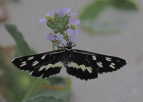 Donovan's Day Moth Cruria donowani  Australia,Cruria donowani,Eamw moth,Geotagged,NSW Tea Gardens,Summer