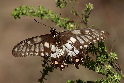 Dainty swallowtail - Papilio anactus An older speciemen, lost some of its colors. Australia,Dainty swallowtail,Eamw butterflies,Geotagged,NSW Tea Gardens,Papilio anactus,Summer