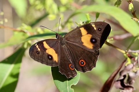 Swordgrass Brown - Tisiphone abeona  Australia,Geotagged,Summer,Swordgrass Brown,Tisiphone abeona