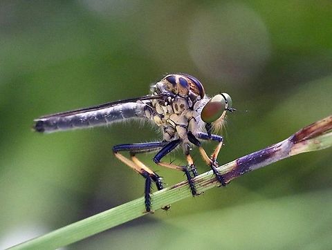 Robberfly - Ommatius coeraebus -  Australia,Eamw robber flies,Geotagged,Illaroo NSW,Ommatius coeraebus,Summer