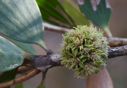 Beesonia ferrugineus Beesoniidae is a family of scale insects commonly known as beesoniids. They typically cause galls on their plant hosts. Members of this family mostly come from southern Asia. 
Ref: from Wickipedia.
Also info on distribution for Australia: https://bie.ala.org.au/species/ https://biodiversity.org.au/afd/taxa/05bb13a9-af30-4bb8-8929-45cfc8dc107f Australia,Beesonia ferrugineus,Eamw scale insects,Geotagged,NSW Tea Gardens,Summer