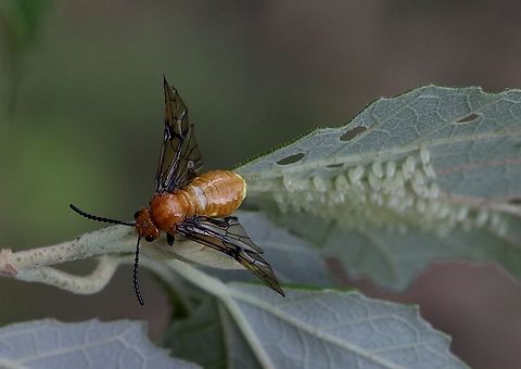 Bramble Sawfly - Philomastix xanthophylax Female finished depositing a clutch of eggs. Australia,Bramble Sawfly,Eamw sawflies,Fall,Geotagged,Illaroo NSW,Philomastix xanthophylax