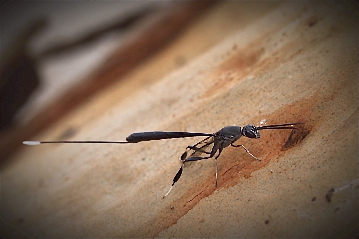 Wasp in genus Gusteruption No luck in finding information about this one. Australia,Bairnsdale Vic,Eamw wasps,Gasteruption jaculator,Geotagged,Summer