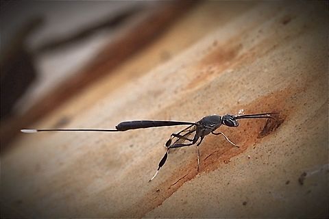 Wasp in genus Gusteruption No luck in finding information about this one. Australia,Bairnsdale Vic,Eamw wasps,Gasteruption jaculator,Geotagged,Summer