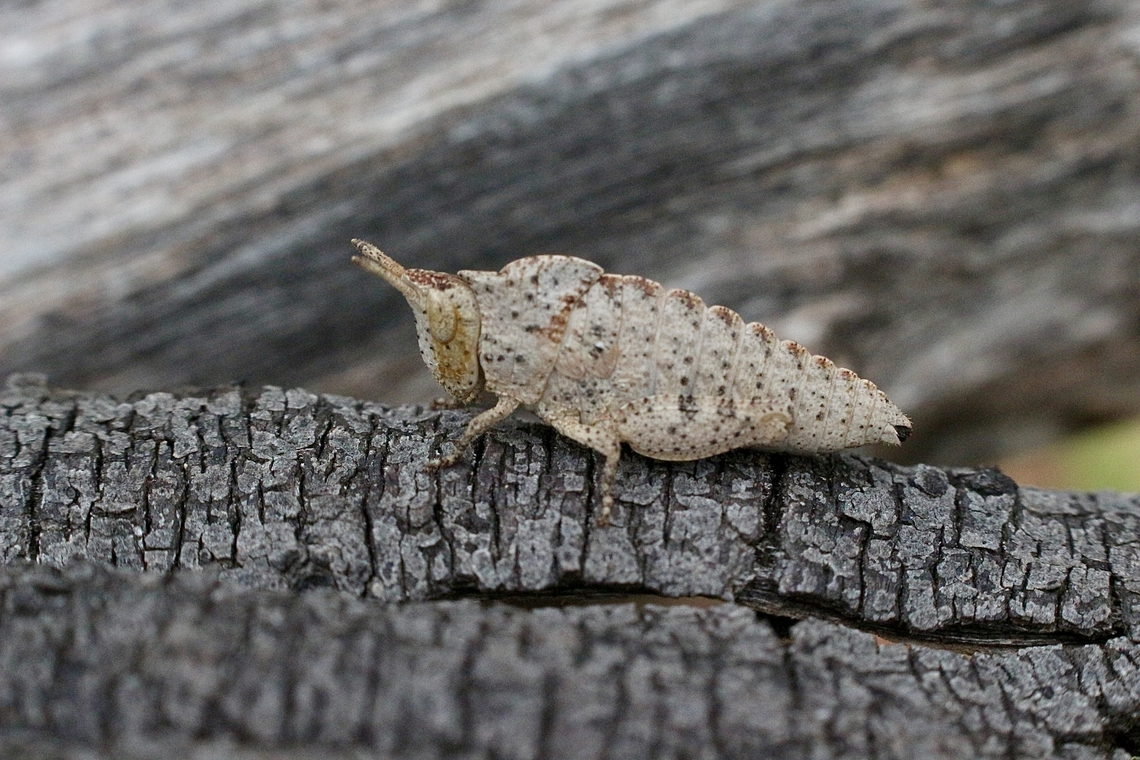 Grasshopper- Goniaea vocans  Australia,Cox Scrub,Eamw grasshoppers,Geotagged,Goniaea vocans,Summer