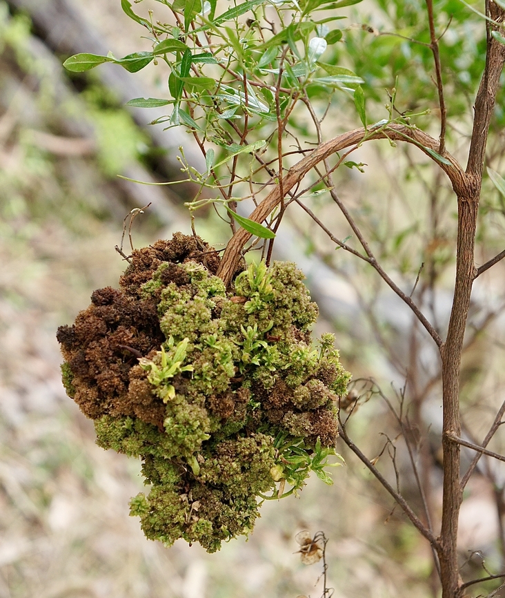 Mites Eriophyidae is a family of more than 200 genera of mites, which live as plant parasites, commonly causing galls or other damage to the plant tissues and hence known as gall mites. About 3,600 species have been described, but this is probably less than 10% of the actual number existing in this poorly researched family. They are microscopic mites and are yellow to pinkish white to purplish in color. Wikipedia            Australia,Geotagged,Summer