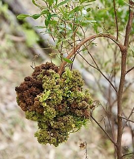 Mites Eriophyidae is a family of more than 200 genera of mites, which live as plant parasites, commonly causing galls or other damage to the plant tissues and hence known as gall mites. About 3,600 species have been described, but this is probably less than 10% of the actual number existing in this poorly researched family. They are microscopic mites and are yellow to pinkish white to purplish in color. Wikipedia            Australia,Geotagged,Summer