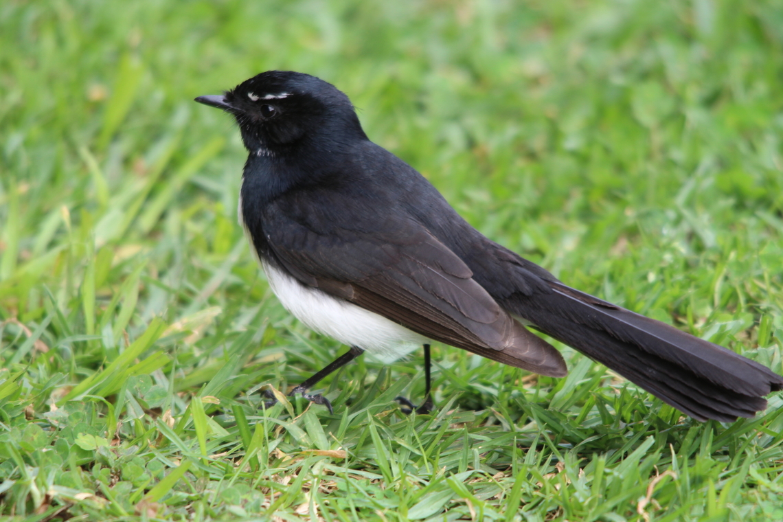 Willie - Wagtail    Rhipidura leucophrys  Australia,Geotagged,Rhipidura leucophrys,Willie-Wagtail,Winter
