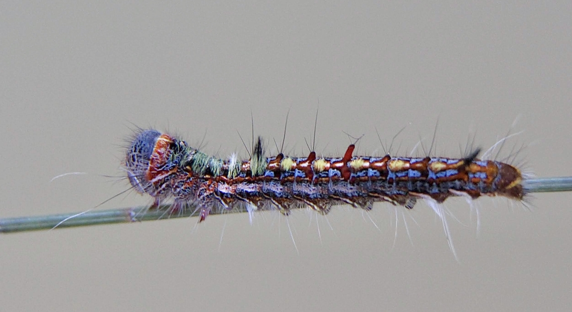 She-Oak Moth - Pernattia pusilla  Australia,Eamw caterpillars,Fall,Geotagged,Illaroo NSW,Pernattia pusilla,She-oak moth