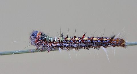 She-Oak Moth - Pernattia pusilla Australia,Eamw caterpillars,Fall,Geotagged,Illaroo NSW,Pernattia pusilla,She-oak moth