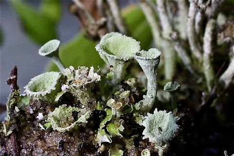 Pebbled Pixie Cup - Cladonia pyxidata  Australia,Cladonia,Cladonia pyxidata,Eamw flora,Geotagged,Pebbled Pixie Cup,VIC Bairnsdale,Winter