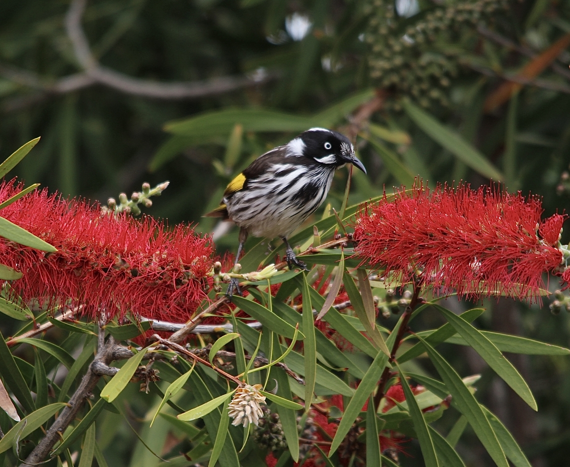 New Holland honeyeater - Phylidonyris novaehollandiae Which one first? The bottle brush trees flowering in spring attract many honeyeaters. Eamw birds,Eamw honeyeaters,Encounter Bay SA,Geotagged,New Holland honeyeater,Phylidonyris novaehollandiae,Winter