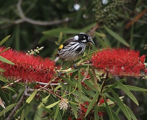 New Holland honeyeater - Phylidonyris novaehollandiae Which one first? The bottle brush trees flowering in spring attract many honeyeaters. Eamw birds,Eamw honeyeaters,Encounter Bay SA,Geotagged,New Holland honeyeater,Phylidonyris novaehollandiae,Winter
