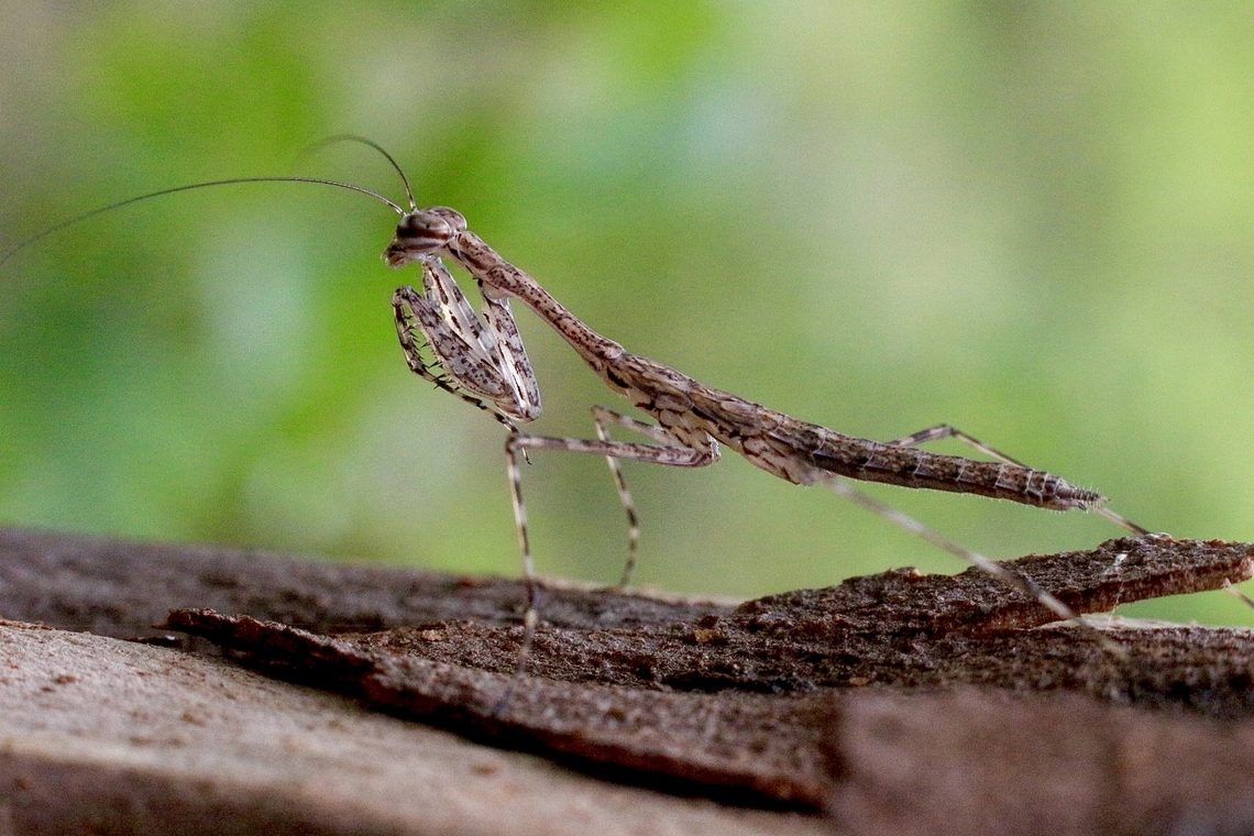 Eastern Treerunner Mantis - Ciulfina biseriata  Australia,Ciulfina biseriata,Eamw mantids,Geotagged,Karana Downs Qld,Summer