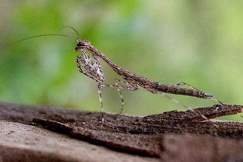 Eastern Treerunner Mantis - Ciulfina biseriata  Australia,Ciulfina biseriata,Eamw mantids,Geotagged,Karana Downs Qld,Summer