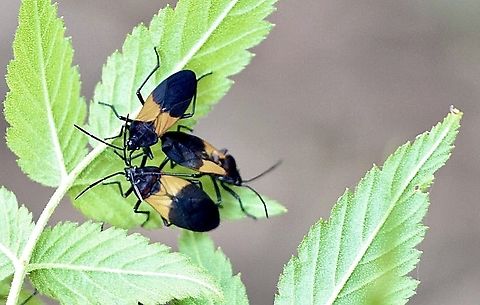 Milk Vine Bug Oncopeltus sordidus  Australia,Fall,Four-Colored Milk Vine Bug,Geotagged,Illaroo NSW,Oncopeltus sordidus,eamw seed bugs
