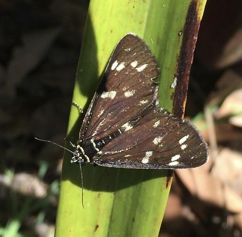 Cruria synopla  Australia,Cruria synopla,Eamw moth,Forest Day-moth,Geotagged,Mount Billy Conservation Park,Summer