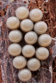 Eggs of a unidentified bug species Found under eucalyptus trees bark Australia,Bugs,Geotagged,Summer
