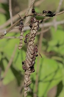 Small brown paper wasp - Ropalidia revolutionalis  Australia,Eamw wasps,Geotagged,Karana Downs Qld,Ropalidia revolutionalis,Small brown paper wasp,Summer