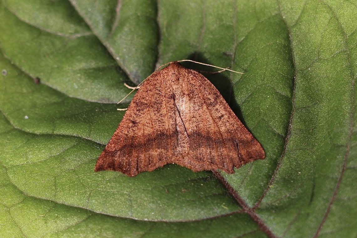 Diastictis goniota. Attracted to UV light Australia,Diastictis goniota,Eamw moth,Encounter Bay SA,Geotagged,Winter