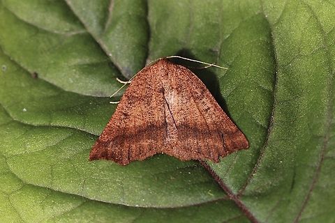 Diastictis goniota. Attracted to UV light Australia,Diastictis goniota,Eamw moth,Encounter Bay SA,Geotagged,Winter