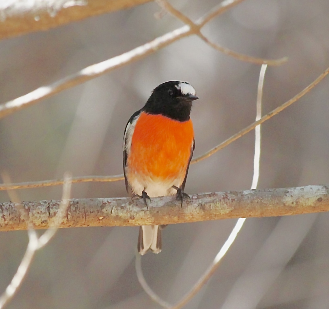 Scarlet Robin - Petroica boodang  Australia,Eamw birds,Fall,Geotagged,Macclesfield SA,Petroica boodang,Scarlet Robin