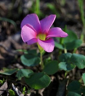Purple wood sorrel - Oxalis purpurea Introduced to Australia Australia,Eamw flora,Fall,Geotagged,Glenalta SA,Oxalis purpurea,Purple woodsorrel