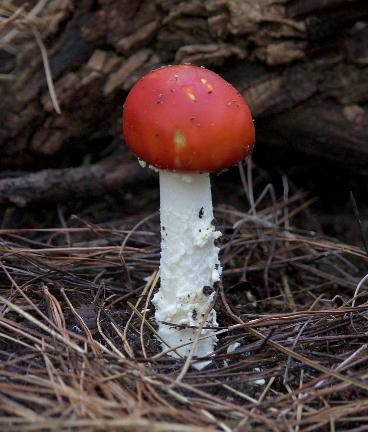 Fly agaric - Amanita muscaria Introduced to Australia  Amanita muscaria,Australia,Eamw fungi,Fall,Fly agaric,Geotagged,SA Kuitpo,nr1