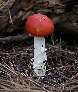 Fly agaric - Amanita muscaria Introduced to Australia  Amanita muscaria,Australia,Eamw fungi,Fall,Fly agaric,Geotagged,SA Kuitpo,nr1