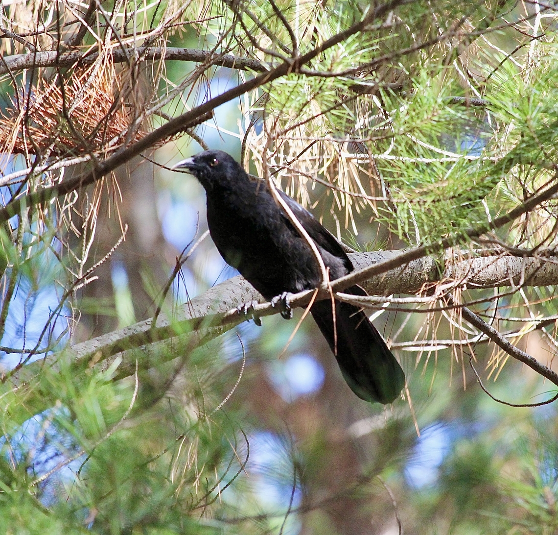 White-winged Chough - Corcorax melanorhamphos  Australia,Corcorax melanorhamphos,Eamw birds,Fall,Geotagged,SA Kuitpo,White-winged chough