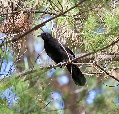 White-winged Chough - Corcorax melanorhamphos  Australia,Corcorax melanorhamphos,Eamw birds,Fall,Geotagged,SA Kuitpo,White-winged chough