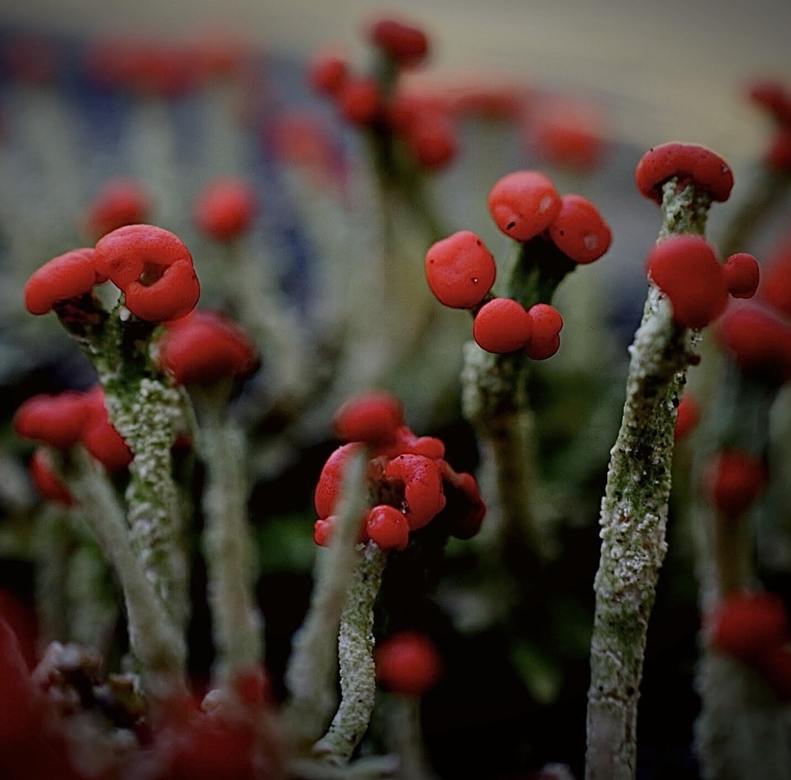 Genus - Cladonia Growing on rock surface with water seepage providing plenty of moisture. Australia,Eamw flora,Geotagged,Gladonia,NSW Nowra,Winter