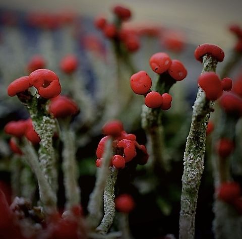 Genus - Cladonia Growing on rock surface with water seepage providing plenty of moisture. Australia,Eamw flora,Geotagged,Gladonia,NSW Nowra,Winter