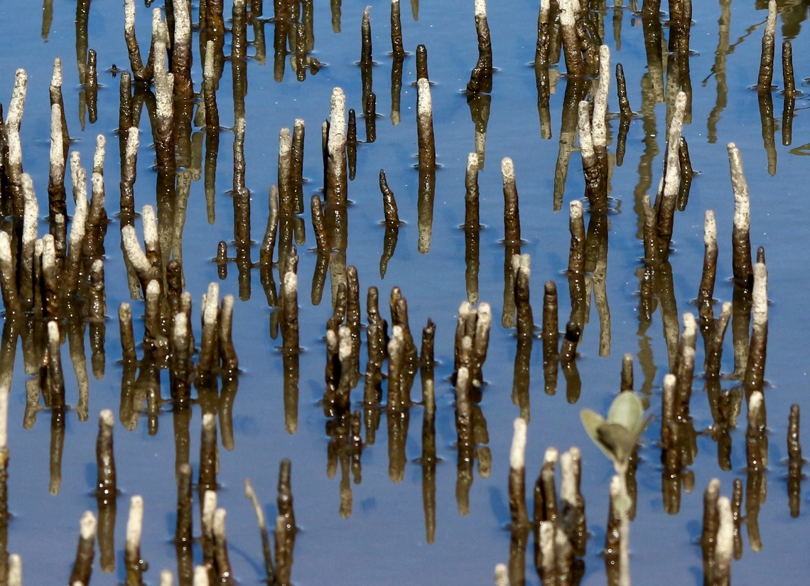 Grey mangrove-Avicennia marina Aerial roots growing out of water  Australia,Avicennia marina,Eamw flora,Geotagged,Grey Mangrove,NSW Huskisson,Winter