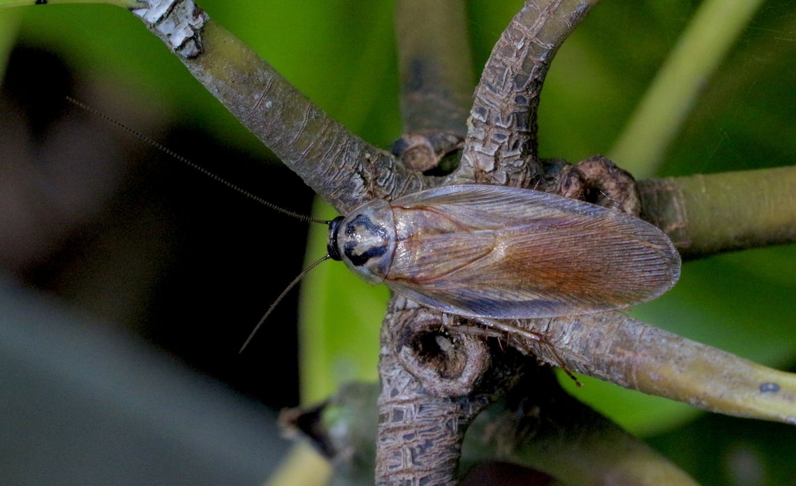 Shelford's Cockroach - Robshelfordia circumducta I found a female last year near where I live in South Australia and this entry is a male I found in December 2017 near Brisbane on the east coast which is over 2000 km away. Australia,Eamw cockroaches,Geotagged,Karana Downs Qld,Robshelfordia circumducta,Spring