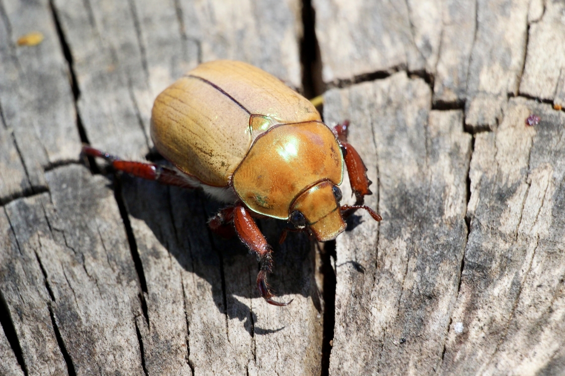 Christmas beetle - Anoplognathus porosus  Anoplognathus porosus,Australia,Eamw beetles,Geotagged,Spring,Willunga SA
