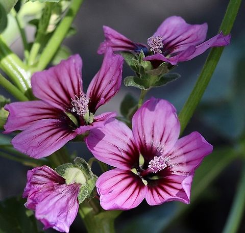 Common Mallow - Malva neglecta  Australia,Eamw flora,Geotagged,Malva neglecta,Newland head conservation park SA,Summer